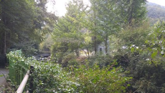 Jangtaesan Natural Forest